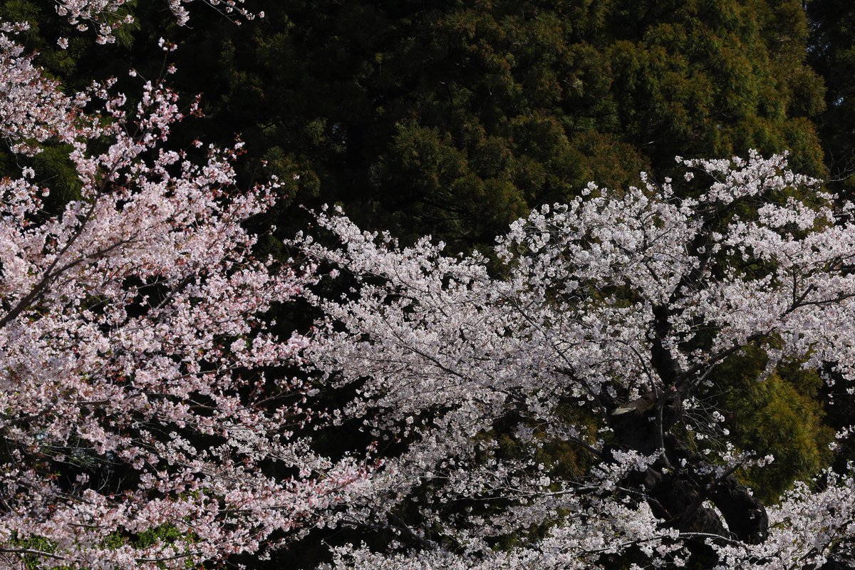 けいと@オフ新規× tweet media