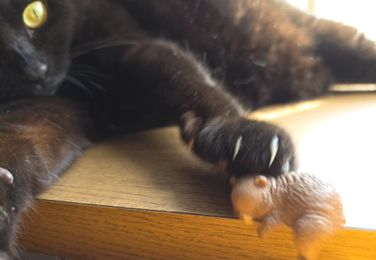 アオ🐕🐈‍⬛ tweet media