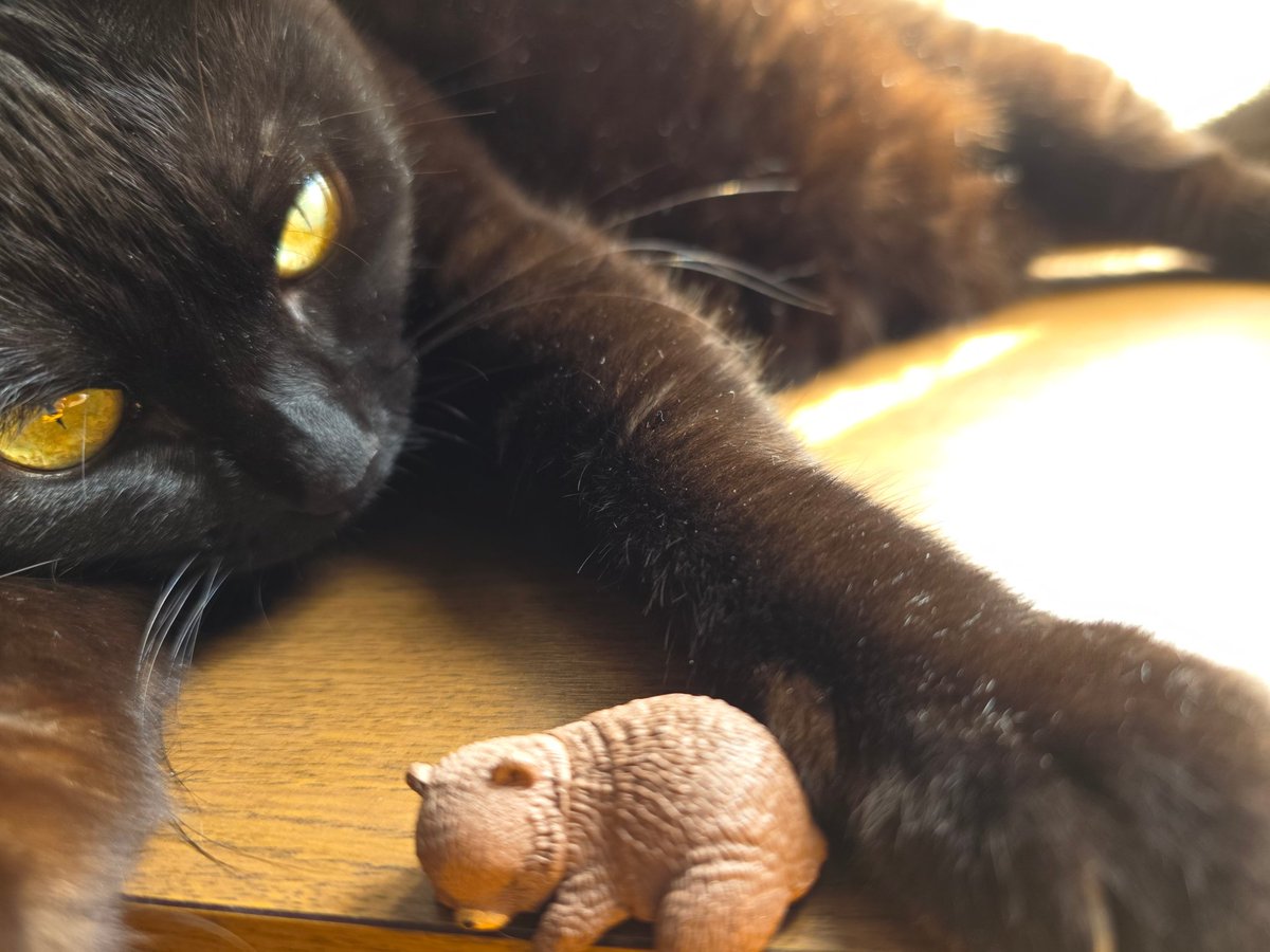 アオ🐕🐈‍⬛ tweet media