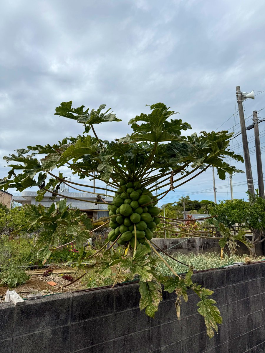 こんなに実がついてるパパイヤの木
初めて見た⁉️😳😳
子だくさんがすぎる‼️😆😆

パパイヤチャンプルーを山ほど食べたい🎶😋😋
＃南城市