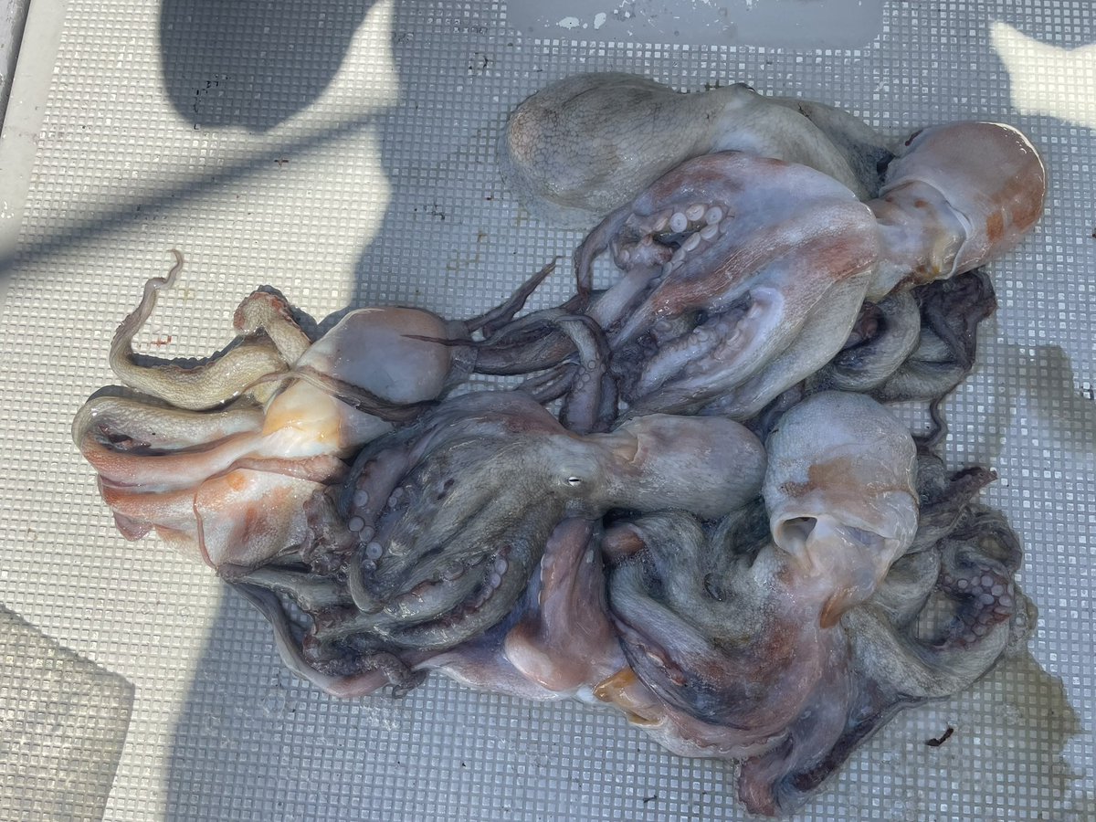 なにわの釣り吉三平 tweet media