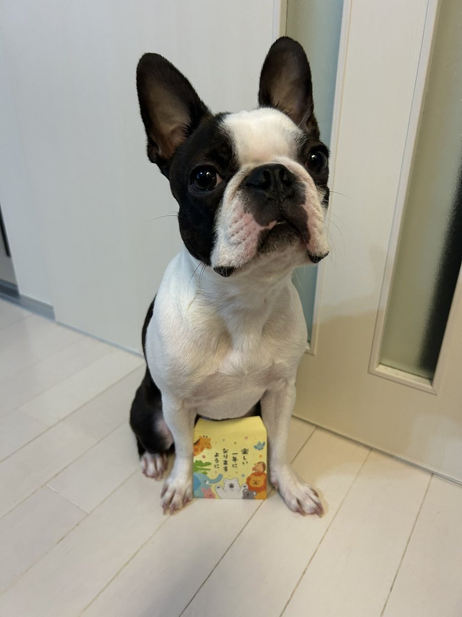ボストンテリアのいぎーくん🐶✨️ tweet media