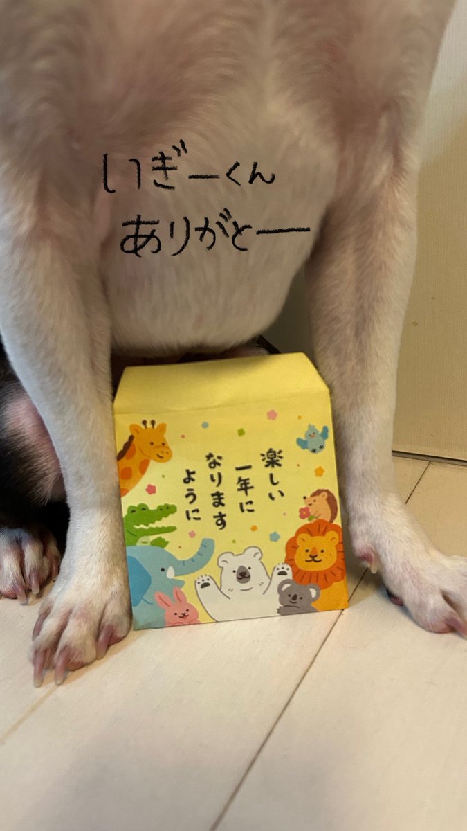 ボストンテリアのいぎーくん🐶✨️ tweet media