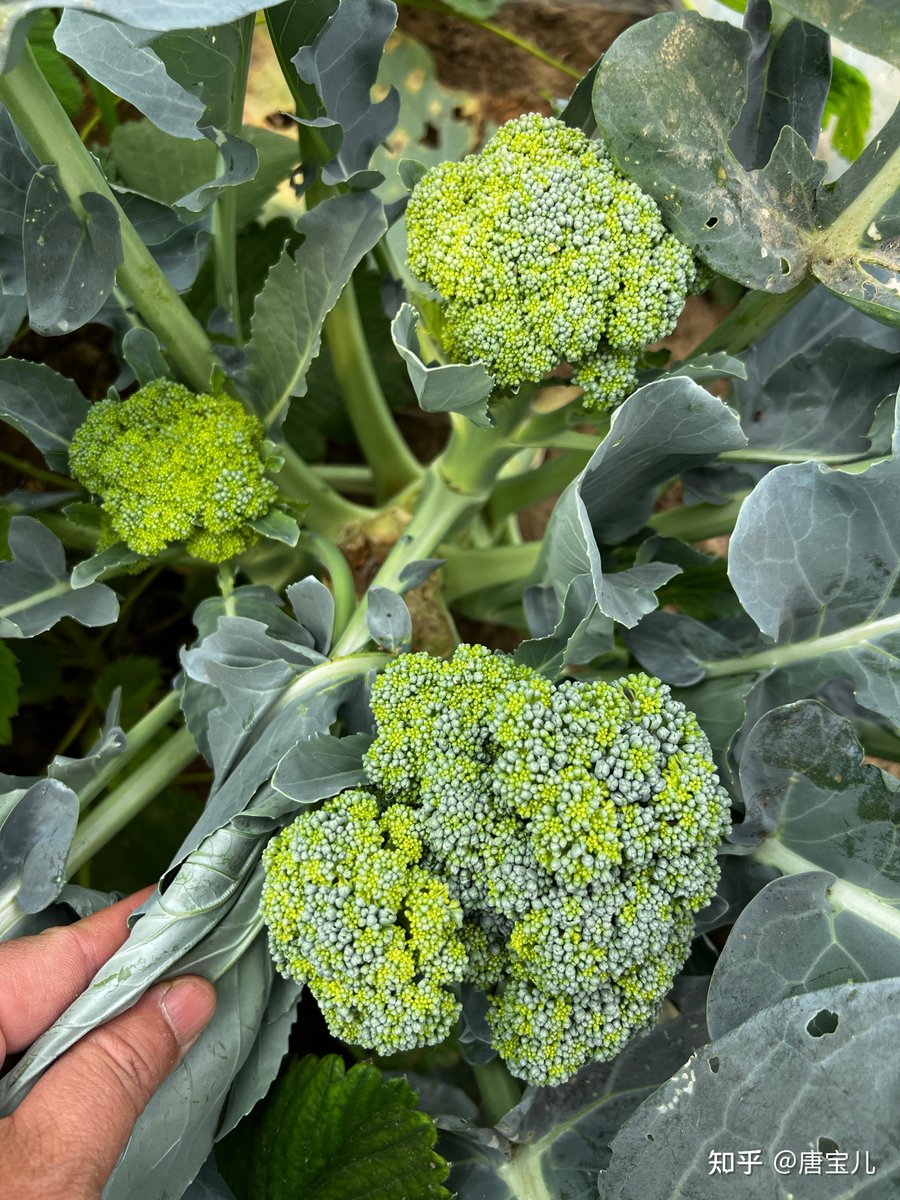 Jedidiah Yaw Poku tweet media