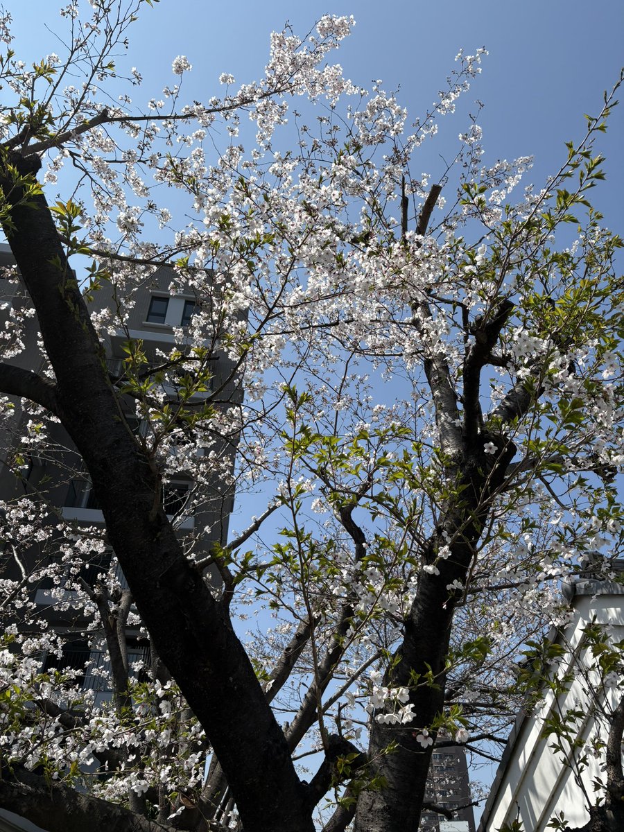 Akira(遺伝子組み換えでない) tweet media