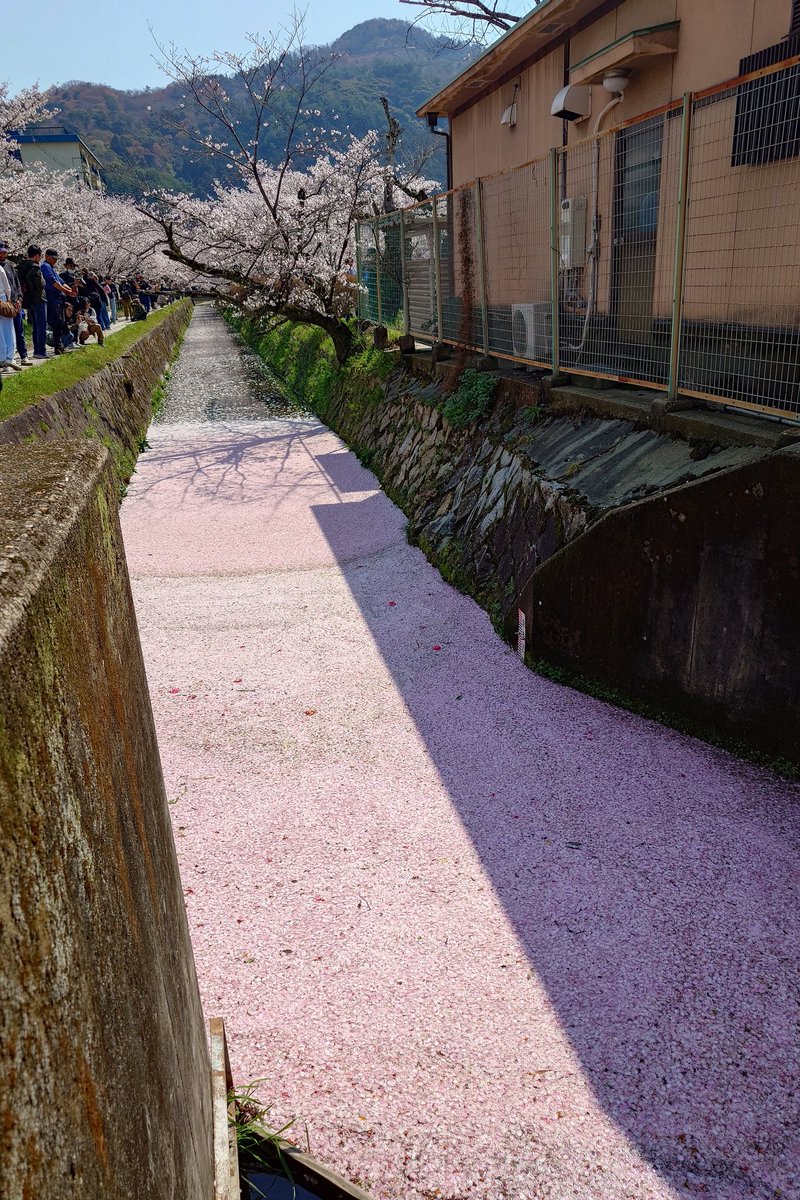 ニョロニョロ🌱☘️🍀 tweet media