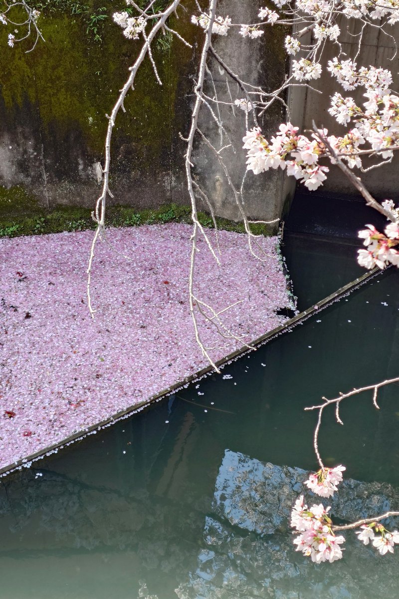 ニョロニョロ🌱☘️🍀 tweet media