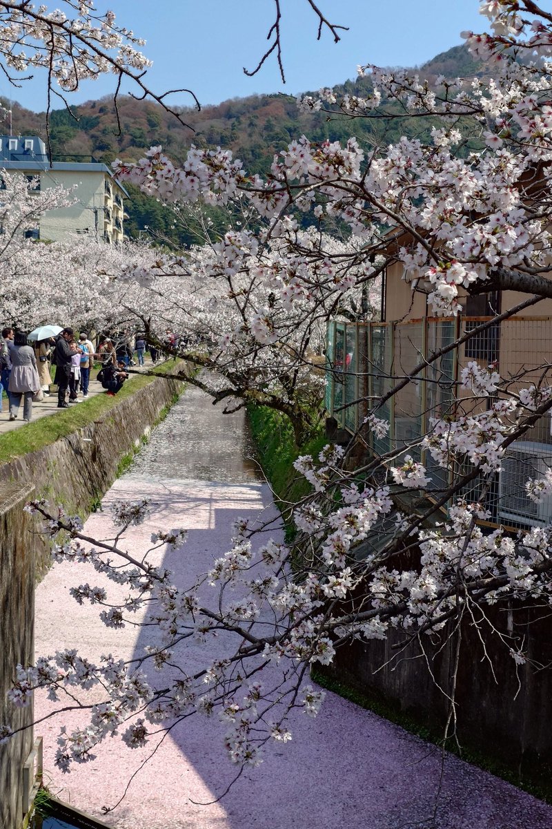 ニョロニョロ🌱☘️🍀 tweet media