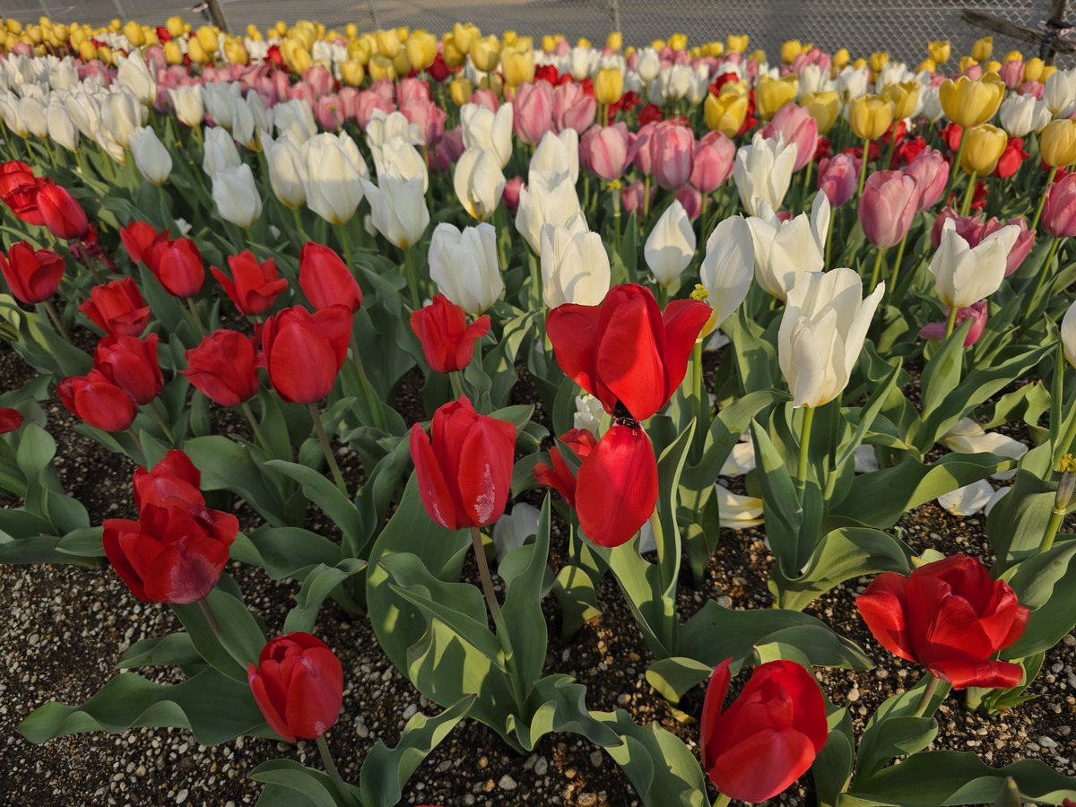 エメロン🐢🐈‍⬛ ͗🐌🦭(⚯̫ ﾐэ)Э🚪🌙🔎💐 tweet media