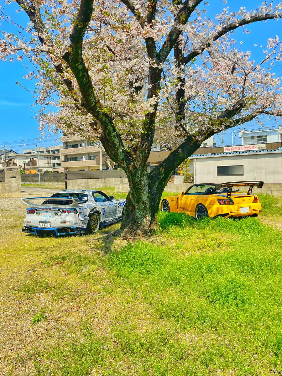 シオン様/白青FD3S 🌽 🌸☄️ 🐑🌂 tweet media