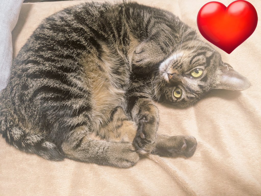 てっちゃくん🎩🪄 tweet media