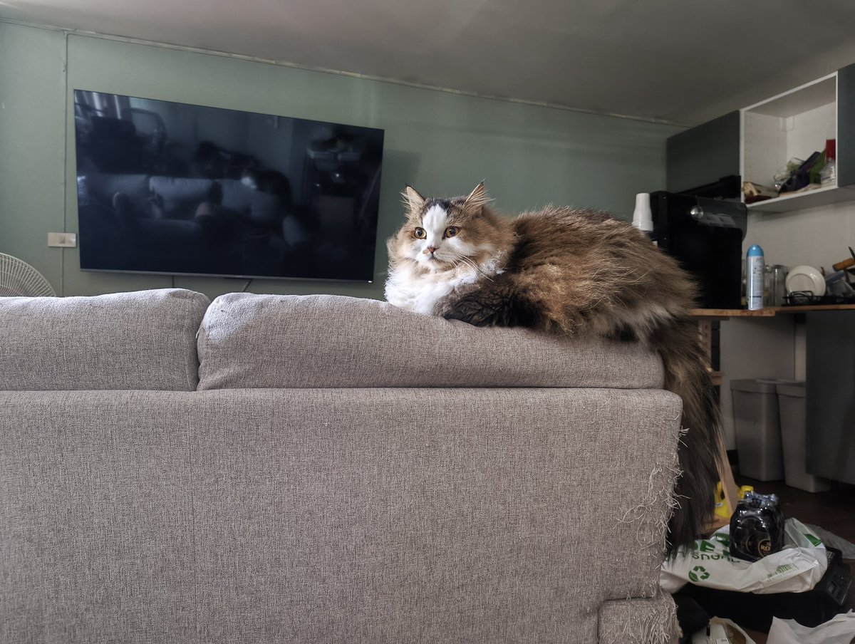 Lonoline tweet media