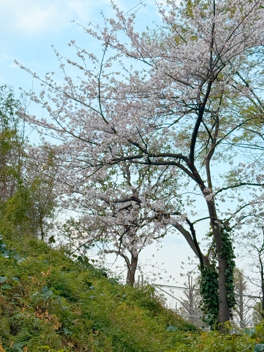 newtrace_inc's tweet photo. 久しぶりの快晴！☀️
 出勤途中に、しばし足を止めてお花見タイム🌸 https://t.co/C1EIhGX9g1