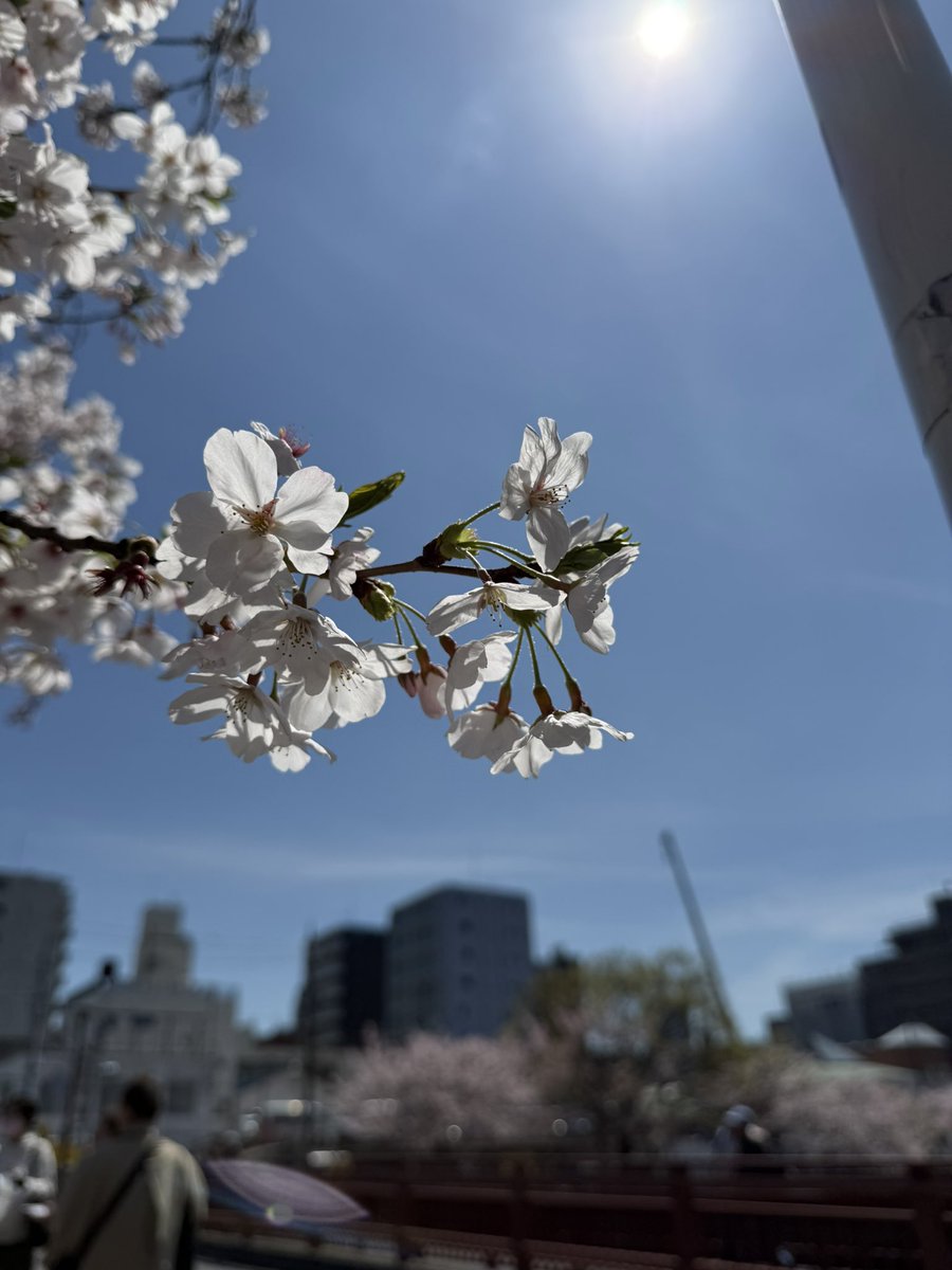 ﾉﾘｰｰｰﾝ tweet media