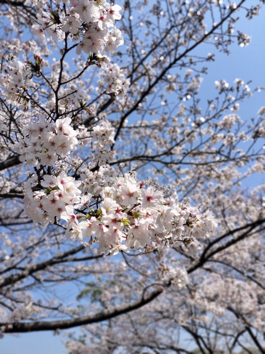 kaakin2's tweet photo. 桜めっちゃ綺麗だったお🌸
春だねぇ https://t.co/xCEtU9j85t