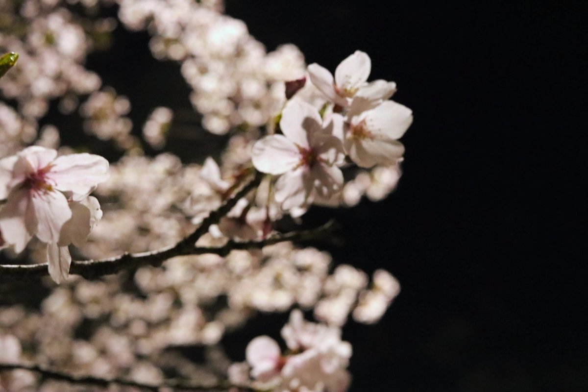 エメロン🐢🐈‍⬛ ͗🐌🦭(⚯̫ ﾐэ)Э🚪🌙🔎💐 tweet media