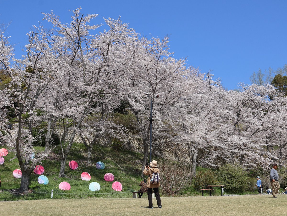HBGhiroshima's tweet image. 臨時開園のお知らせ
4/3（金）は、臨時開園いたします。
🌸さくらまつり開催中🌸
染井吉野が見頃を迎えています。
本日、絶好のお花見日和です。 
#広島市植物公園 #さくら #hiroshima #cherryblossom