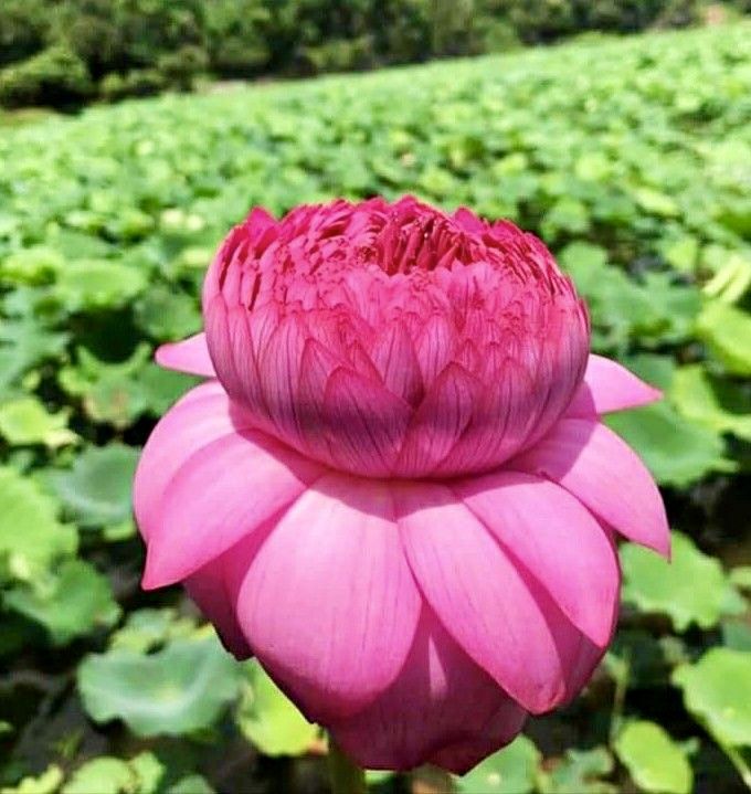 Blooming ideas tweet media