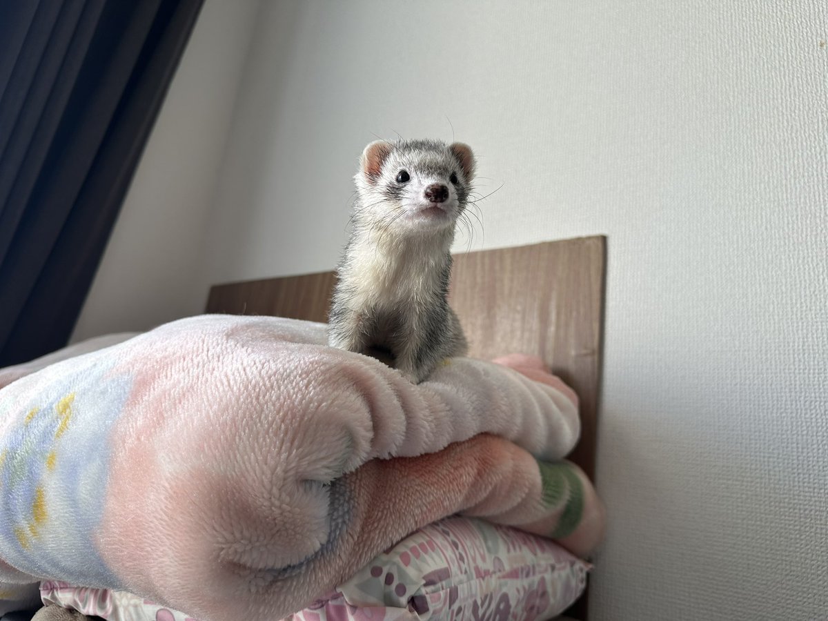 🐣Jonte@ひよこ組さん🐣 tweet media