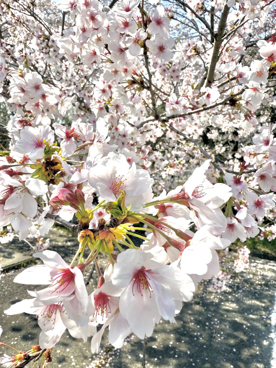 おみそ☺︎︎初マタ🌷35w🎀 tweet media