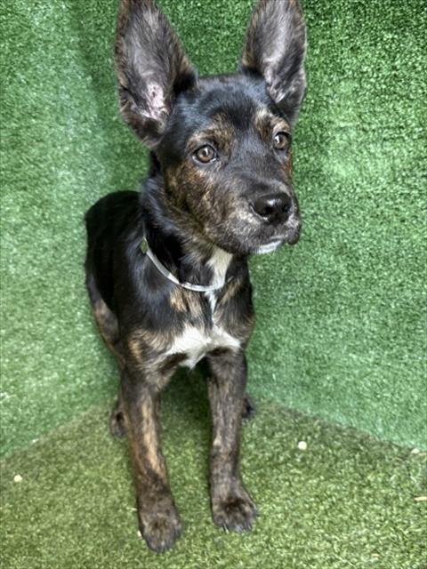 LancasterAnimalShelt tweet media