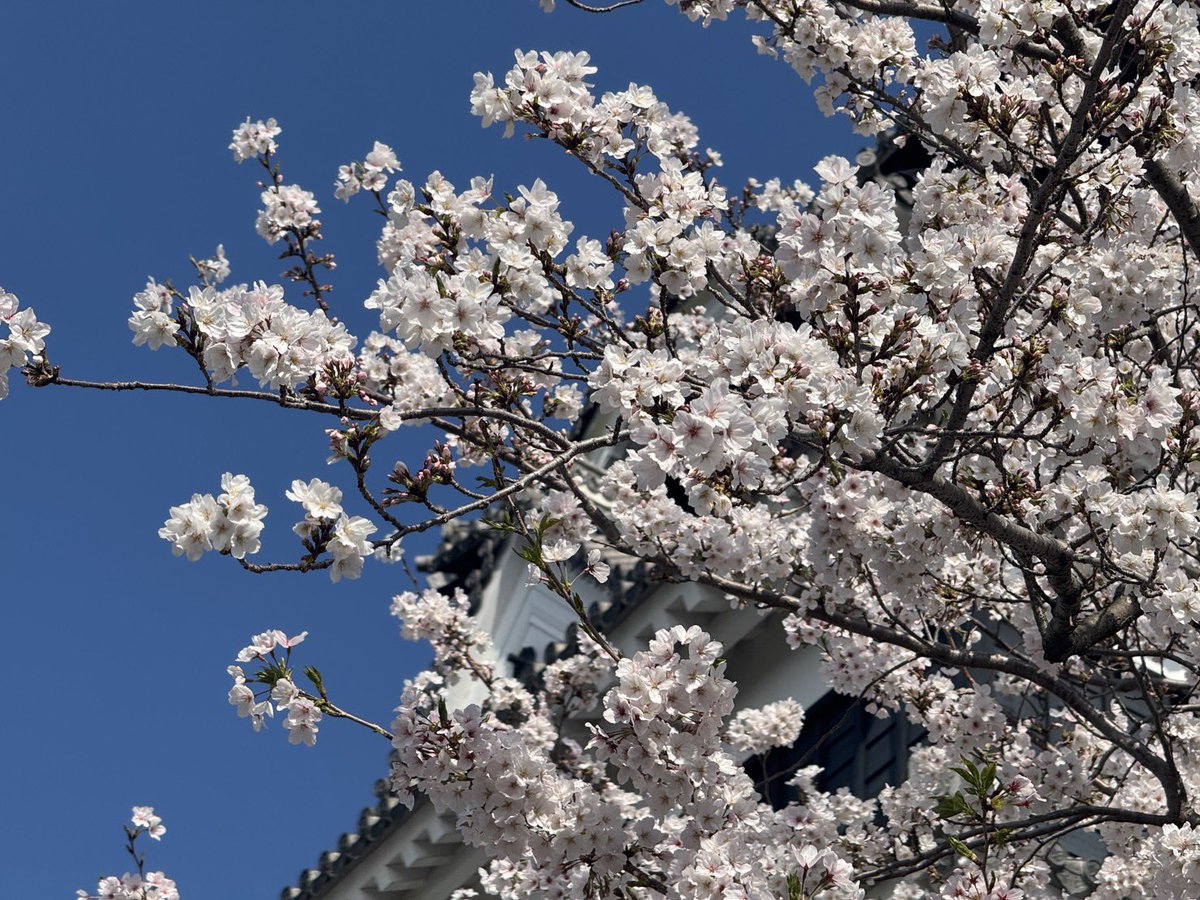 熊本城【公式】 tweet media