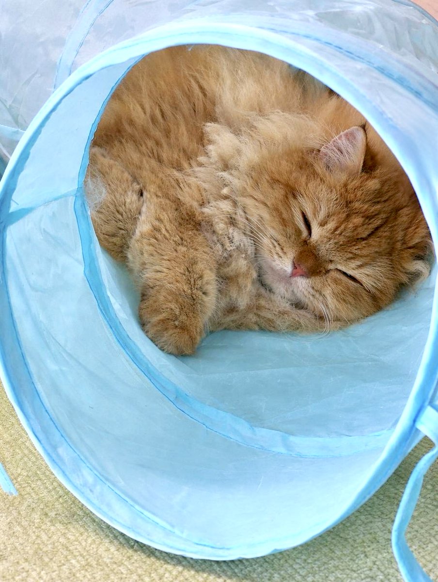 Ellie（エリー🌷） tweet media