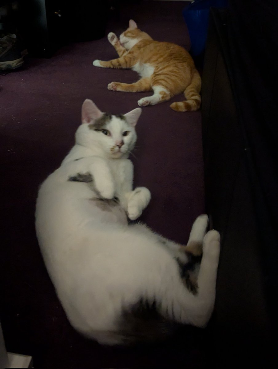 Vio (+ 🐱Charlie & 🐱Chris) tweet media