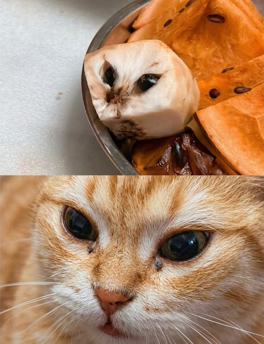 No Cats No Life (@nocatsnolife_m) on Twitter photo 