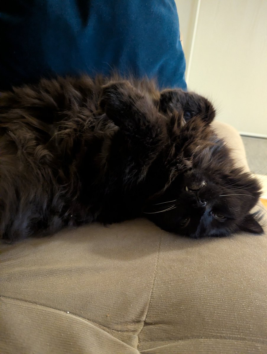 Jackson The Cat tweet media