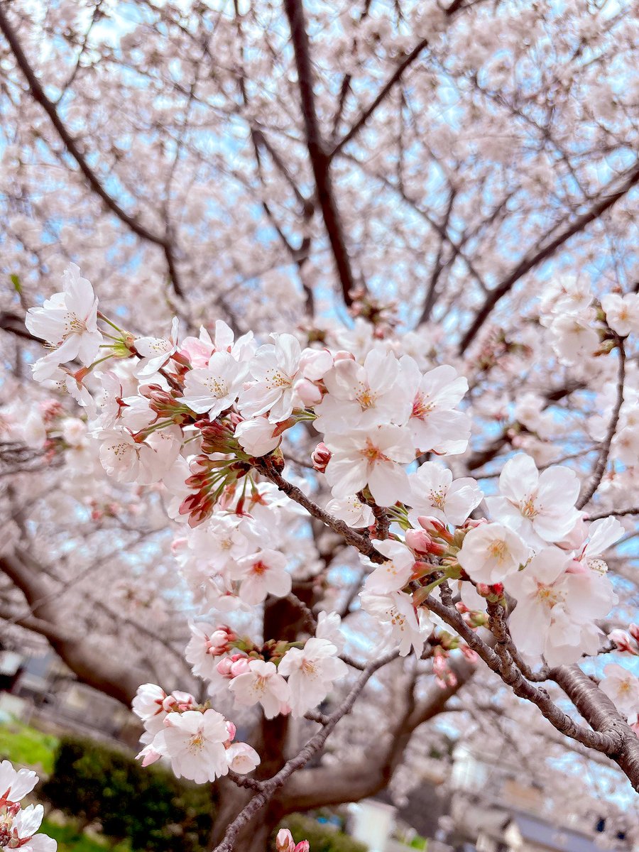 うさぎちゃん🐰KING歌みた投稿しました👑💓 tweet media