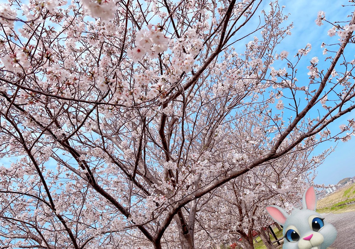 うさぎちゃん🐰KING歌みた投稿しました👑💓 tweet media