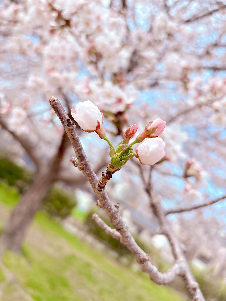 うさぎちゃん🐰KING歌みた投稿しました👑💓 tweet media