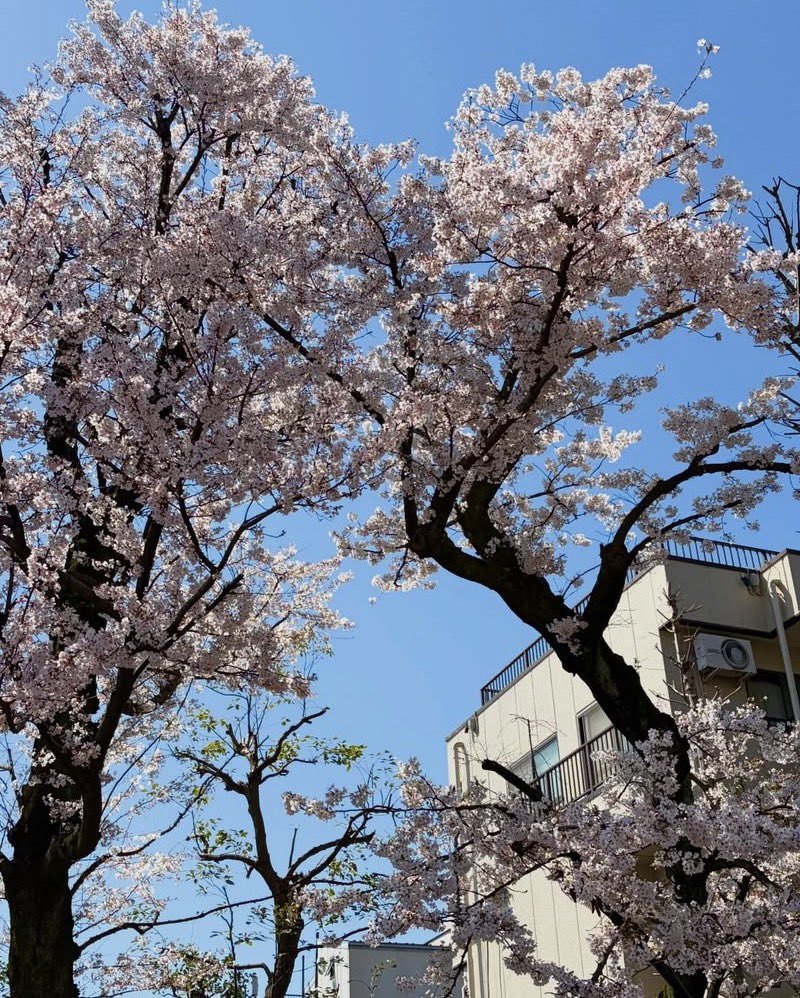 Aya Fujima / Ami Kawai tweet media