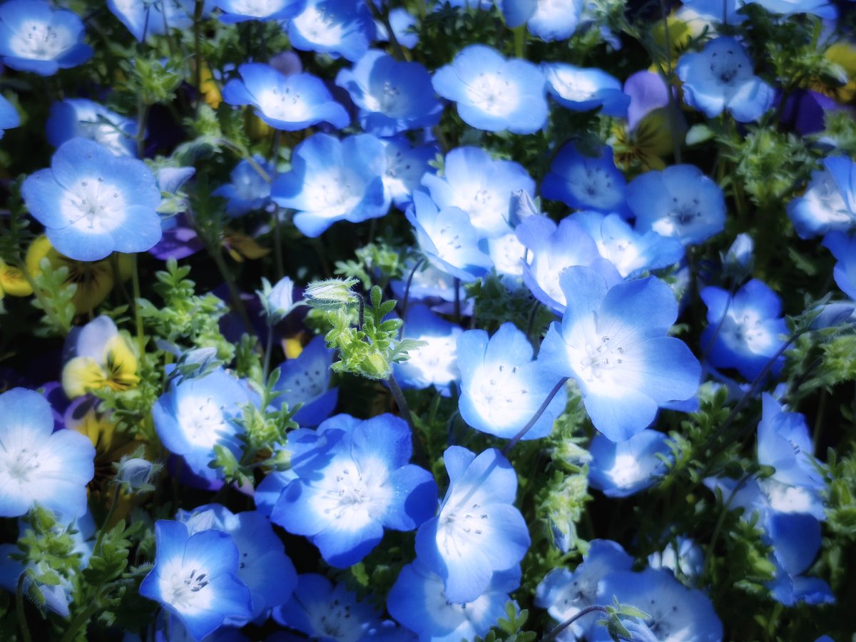 エン/はばねろ tweet media