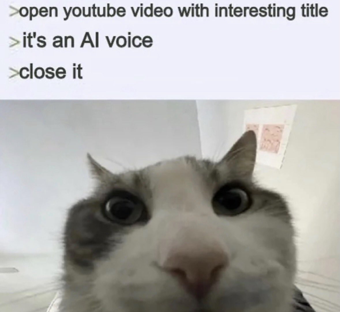 LiterallyMeCats tweet media