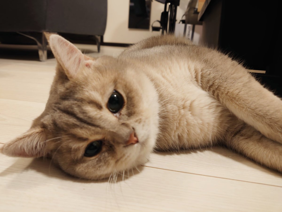 pokomanjyu's tweet photo. ぱーー🐾 https://t.co/OdrpMWoOLM