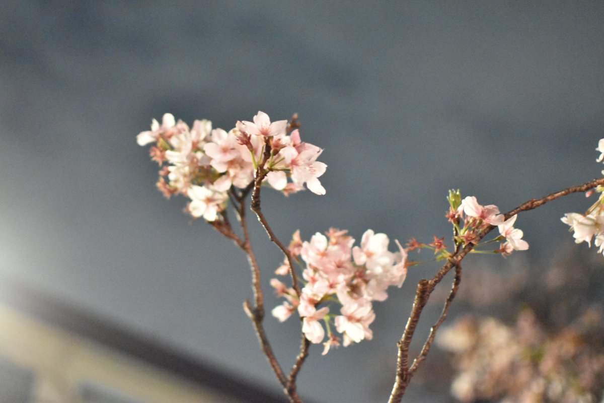 25時の蒐集室☾ ║ by ハレノヒ tweet media