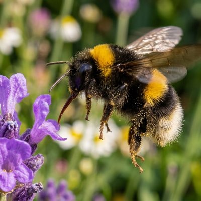 Omni Bombobee 🐝 tweet media