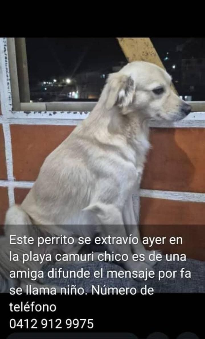 PerroUsuario Wof '•' tweet media