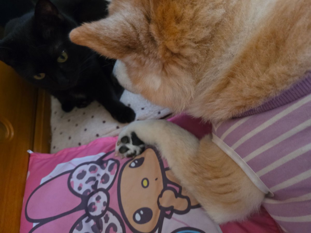 アオ🐕🐈‍⬛ tweet media