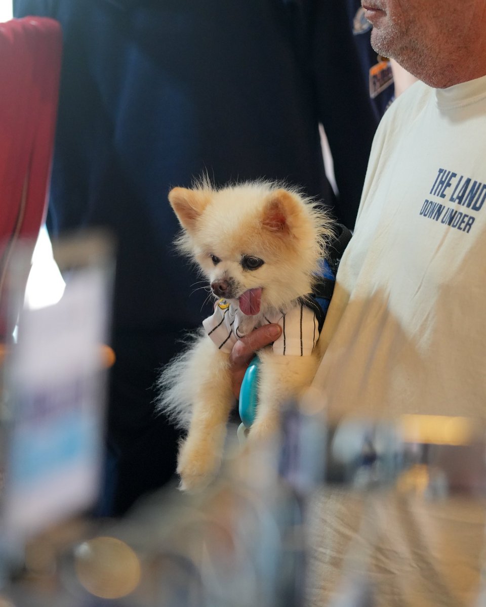 Lake County Captains tweet media
