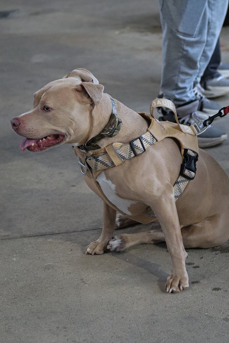 Lake County Captains tweet media
