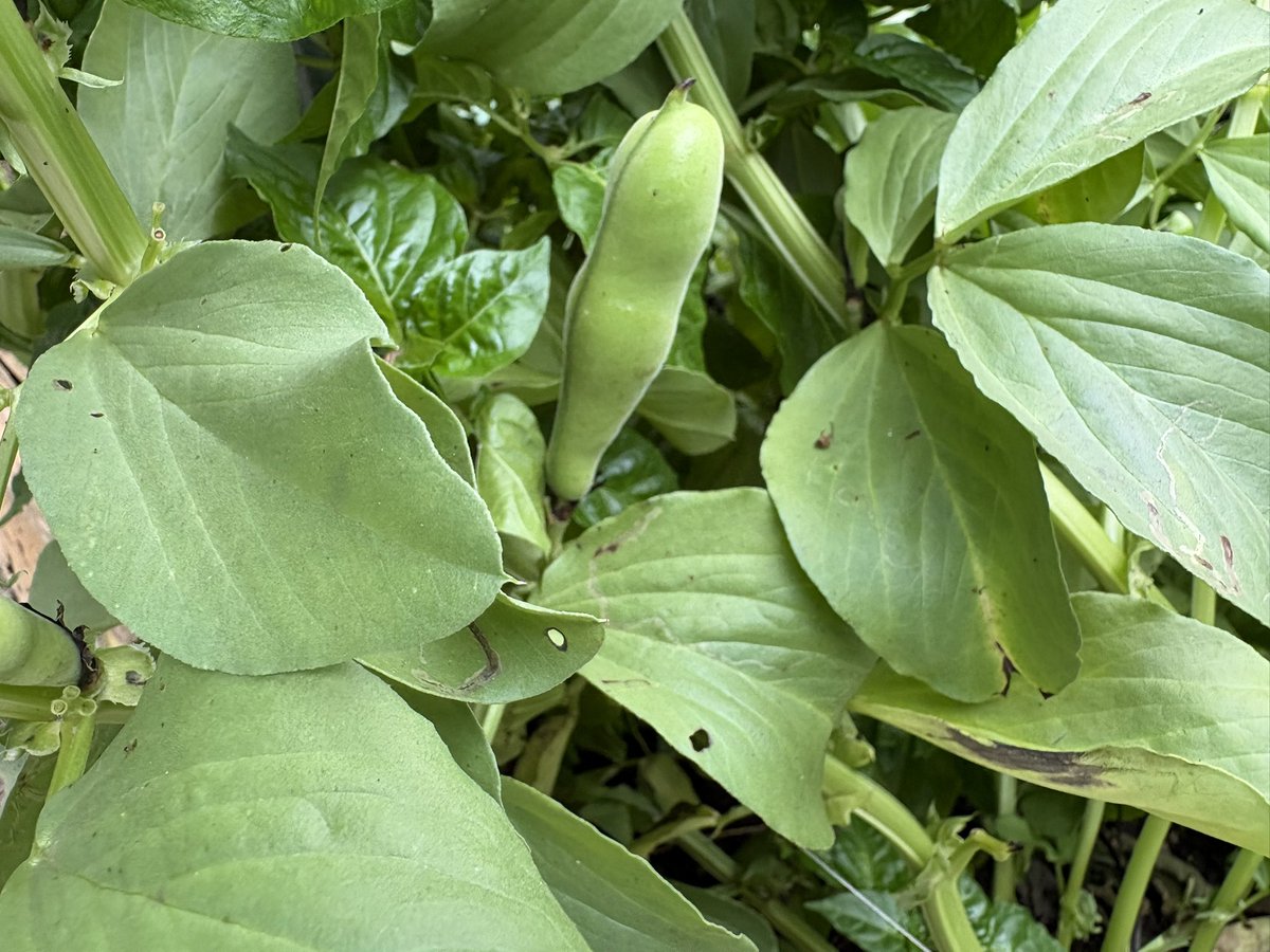 マンダリン🇯🇵南の島で疎開暮らし tweet media