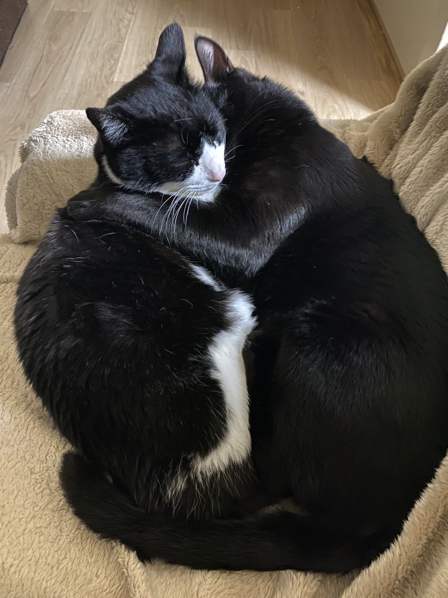 T&kun👻💤 tweet media