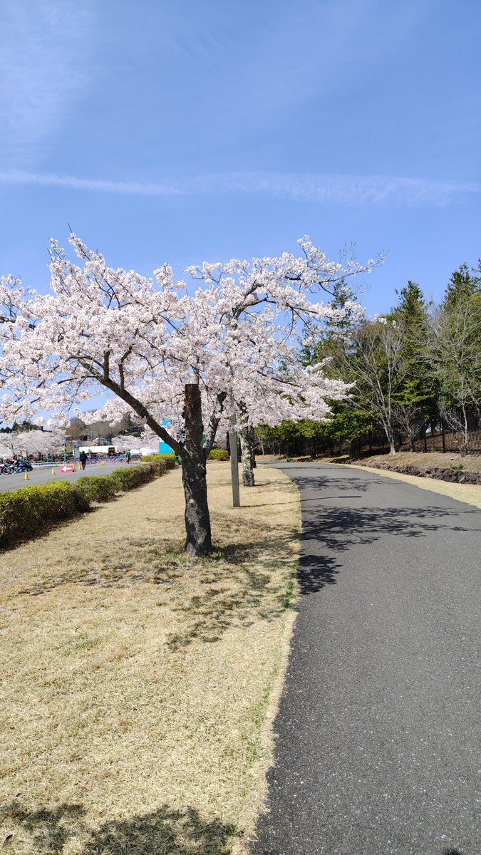 menchi34 tweet media