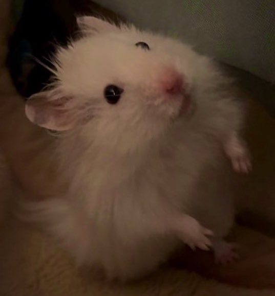 ぴい助ꕤ︎︎ ぽむ助ꕤ︎︎ tweet media