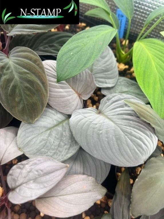 AQUA FESTA／REEF FESTA tweet media