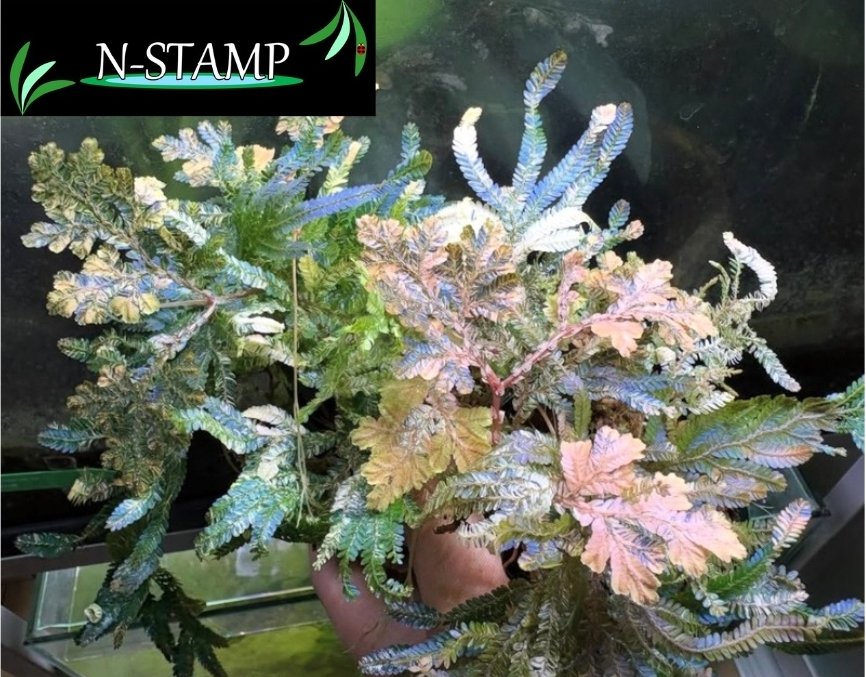 AQUA FESTA／REEF FESTA tweet media