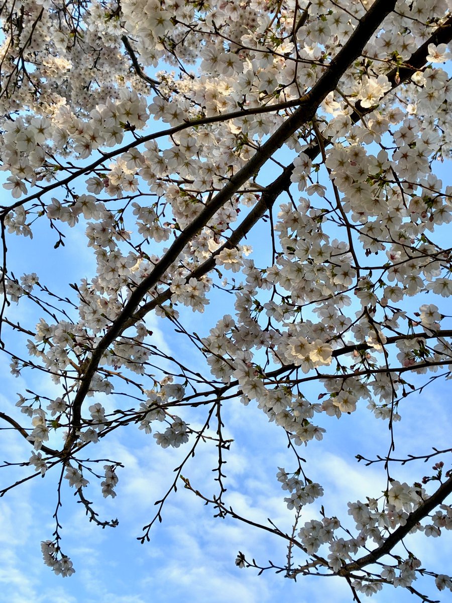 CPCOM_JP's tweet photo. おはしぴ！
千葉県松戸市☀はれ☀
ひさしぶりのいいお天気です
向かいの公園では園児ちゃん達がたのしそう☺️

関東の桜はそろそろ見納めでしょうか
来年もこの時期がたのしみですね🌸
#企業公式が毎朝地元の天気を言い合う 
#企業公式相互フォロー 
新年度もよろしくお願いいたします🙏✨ https://t.co/iVfYmGYwkg